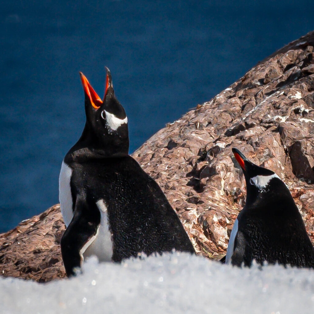 Gentoo penguins at Neko Harbor