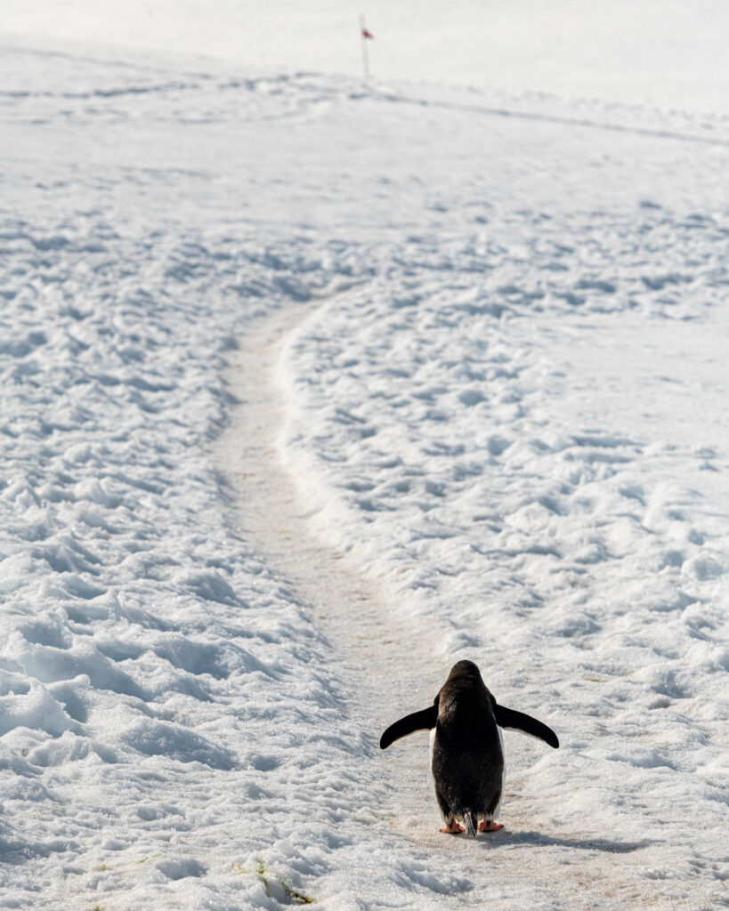 Penguin "highway" at Neko Harbor
