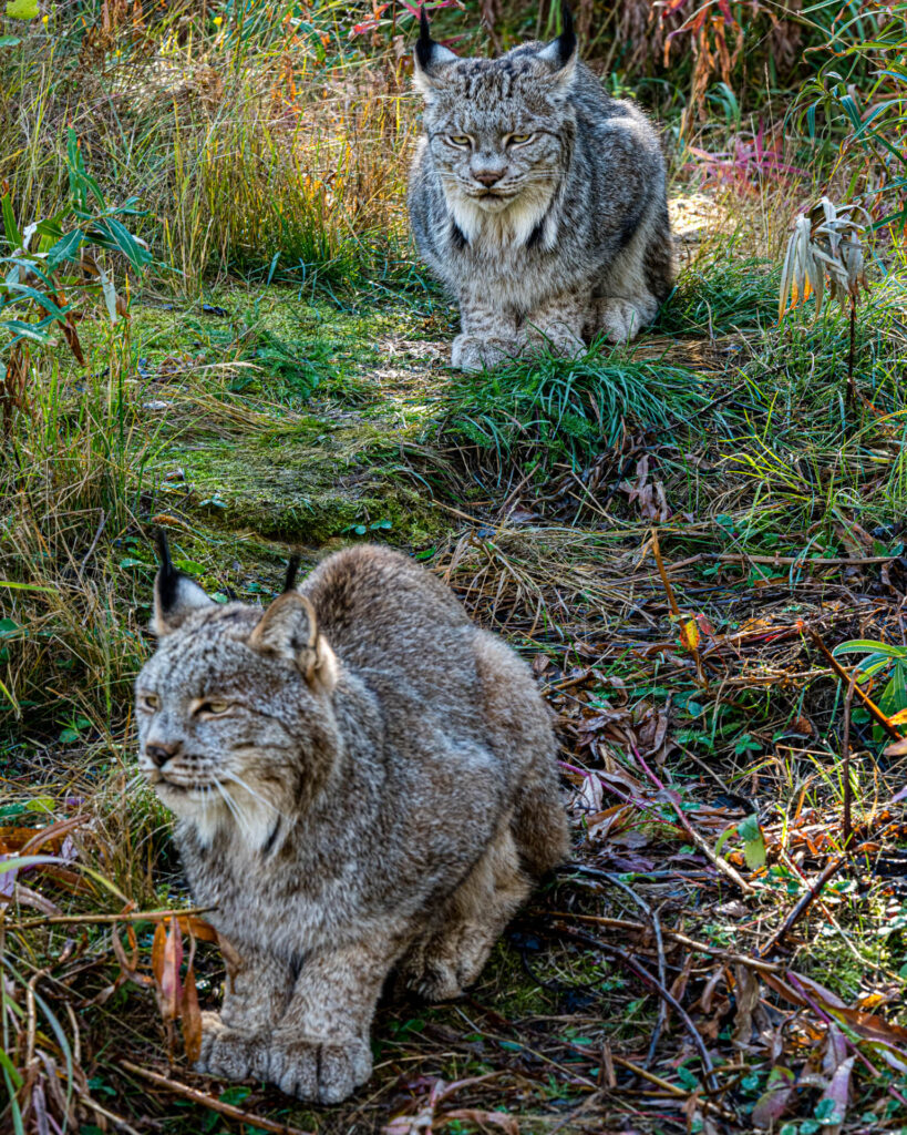 Canada Lynx at Yukon Wilderness Preserve