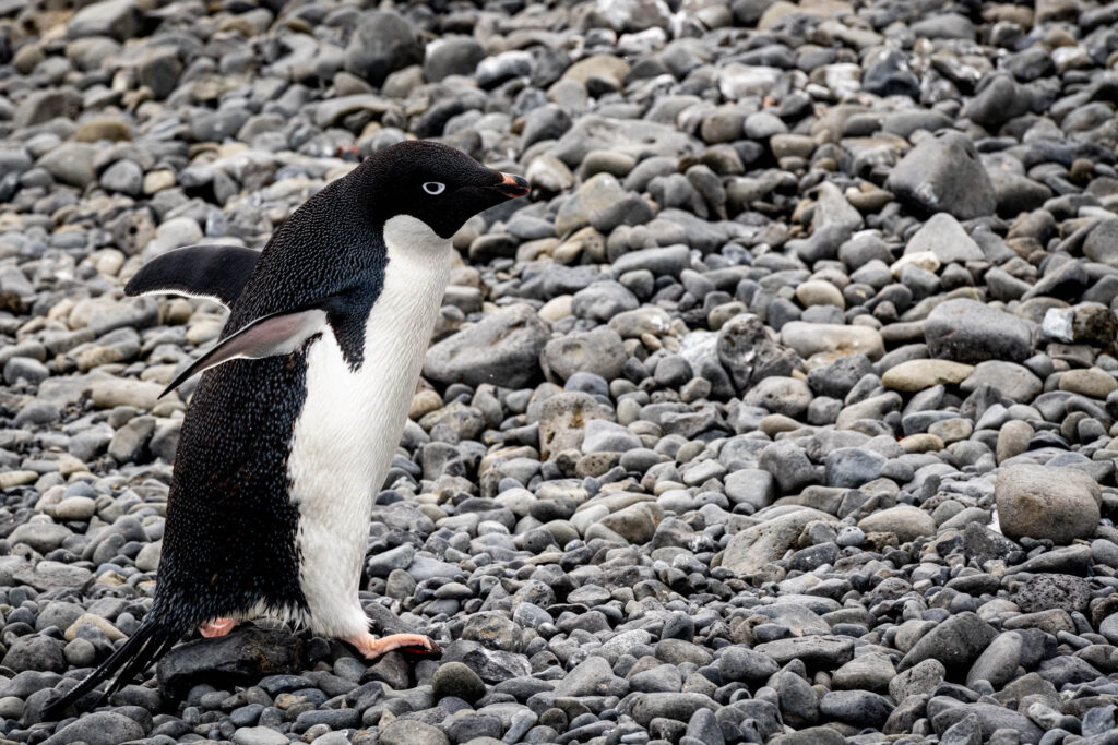 Adelie Penguin on the beach at Brown Bluff