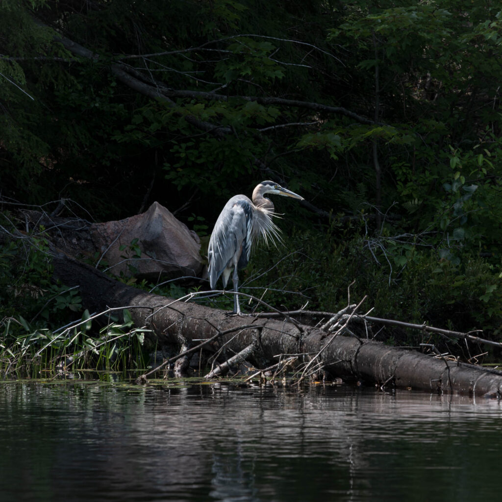 Great Blue Heron on Wolf Lake