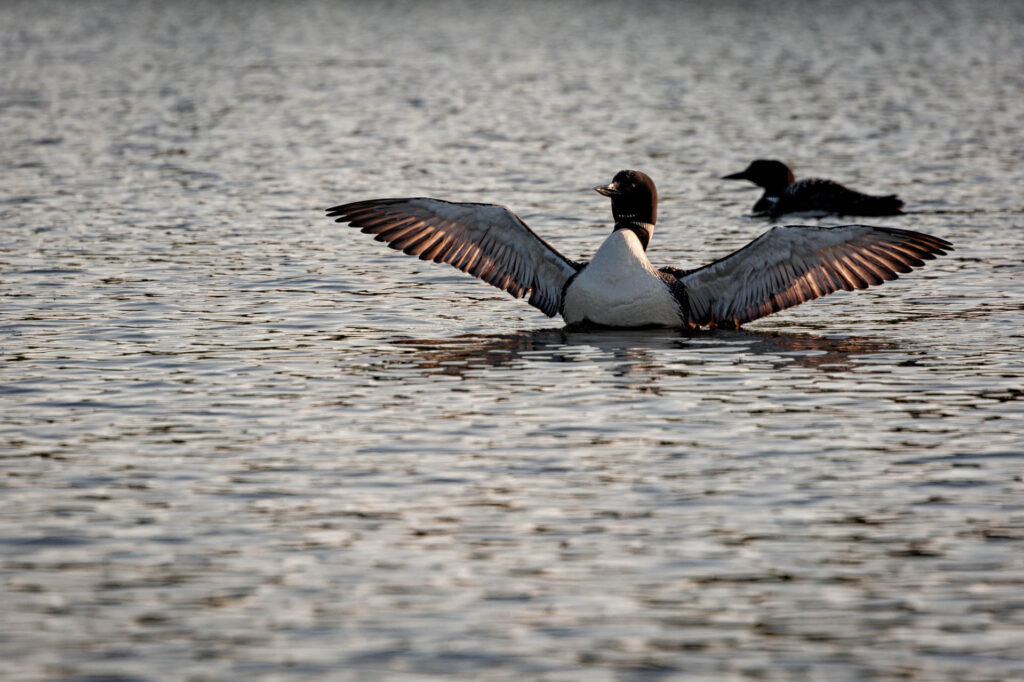 Loons on Gold Lake