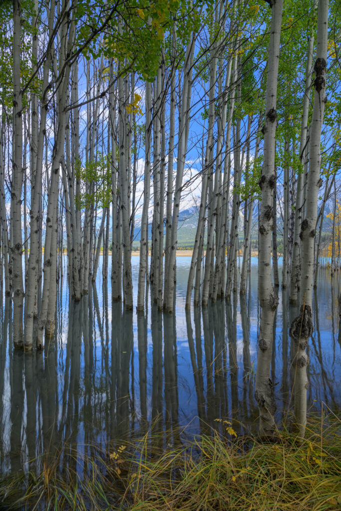 Abraham Lake