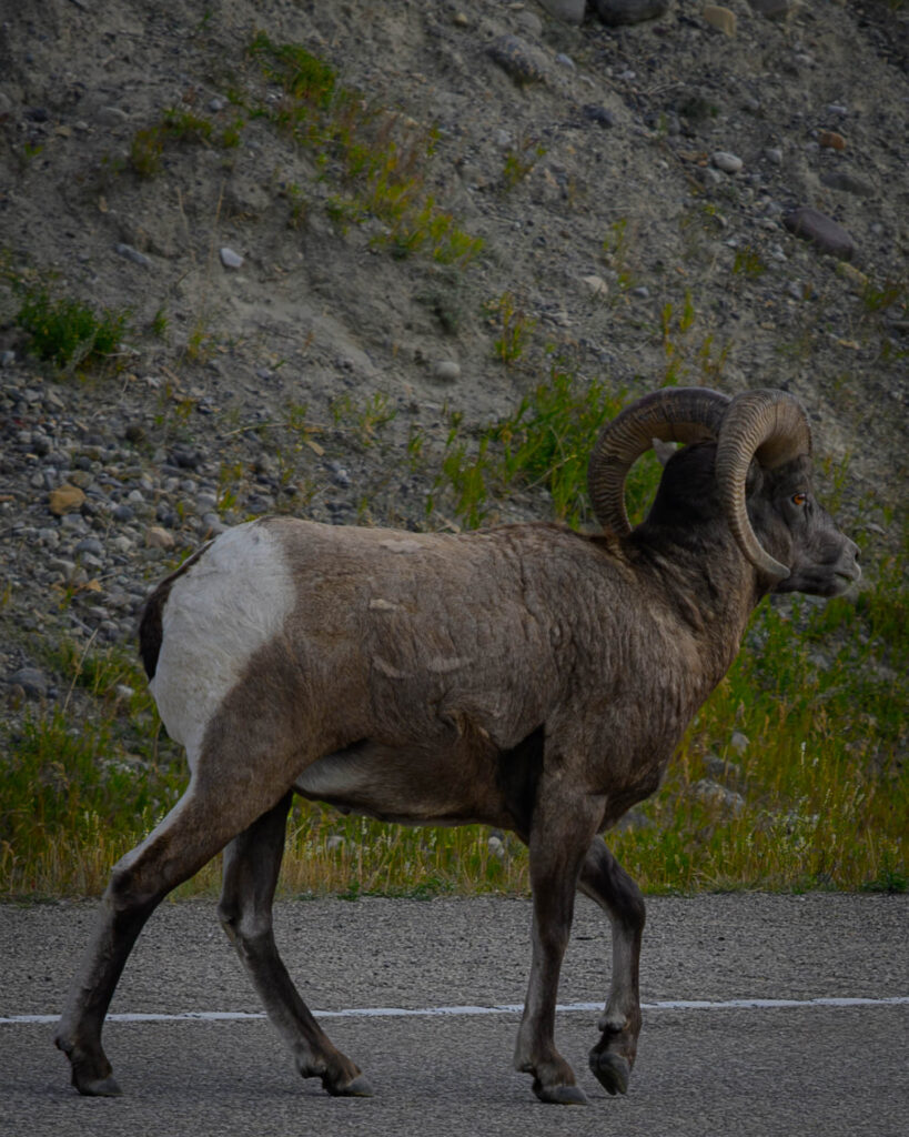 Big Horn Sheep on the David Thompson Highway!