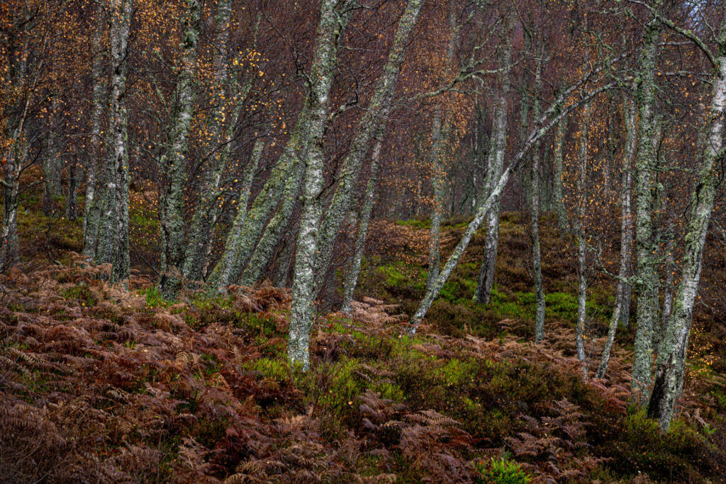 Craigellachie National Nature Reserve - Cairngorms NP