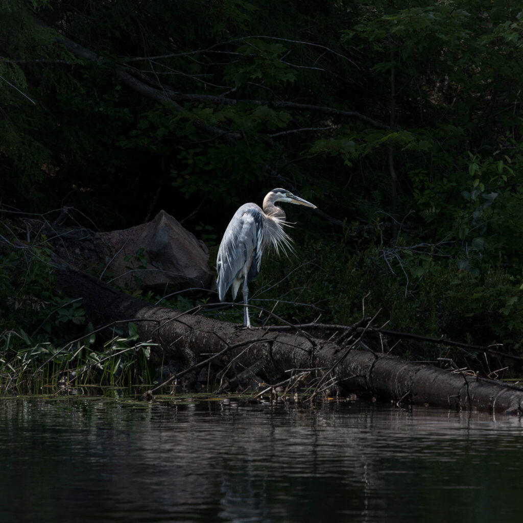 Great Blue Heron on Wolf Lake