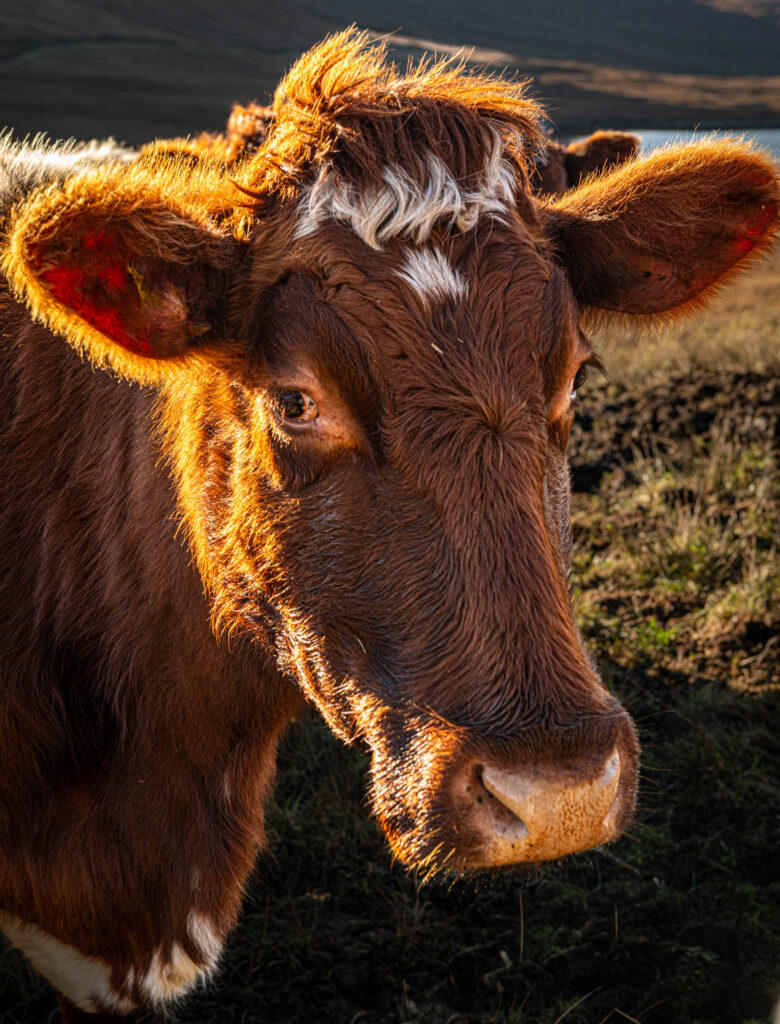 Heelan Coo on Eishken Estate - Isle of Lewis