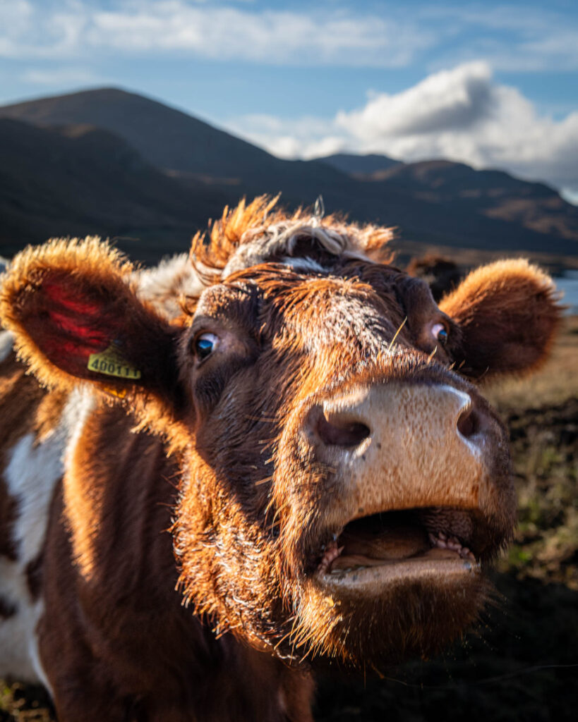Heelan Coo on Eishken Estate - Isle of Lewis