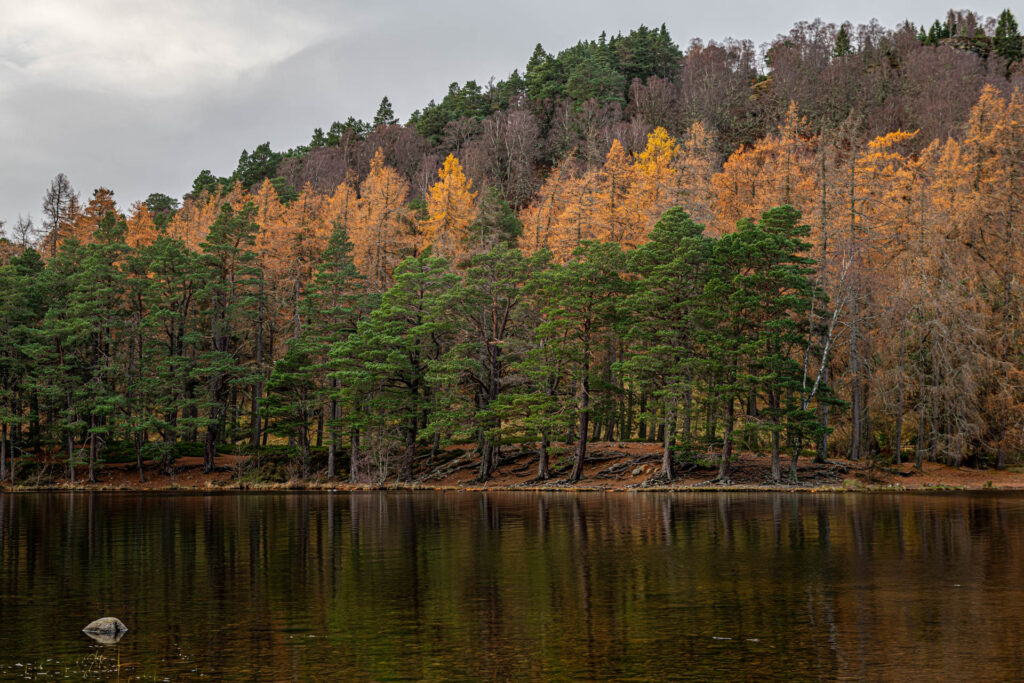 Loch an Eilein - Cairngorms NP