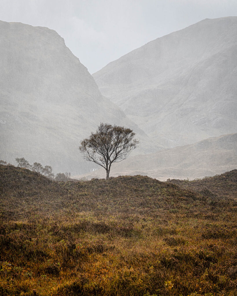 Lone Tree  on the road to Elgot &amp; Bla Bheinn mountain