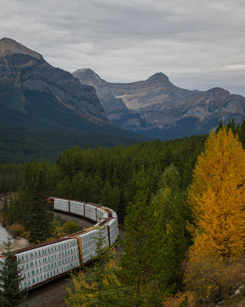 Morant's Curve