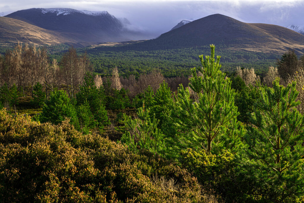 Tullochgrue - Cairngorms NP