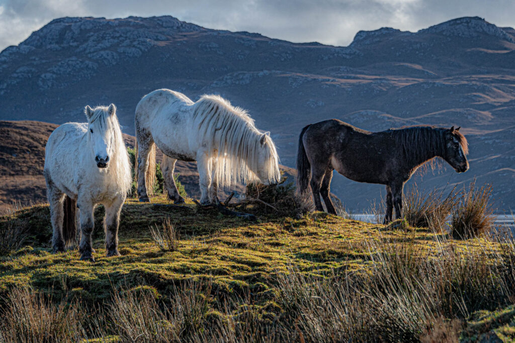 Wild horses on Eishken Estate - Isle of Lewis