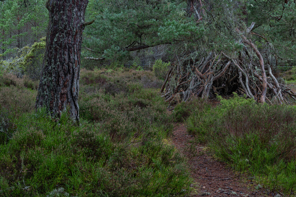 Witch's Hut, Woodlands at Tullochgrue, Aviemore, Cairngorms NP