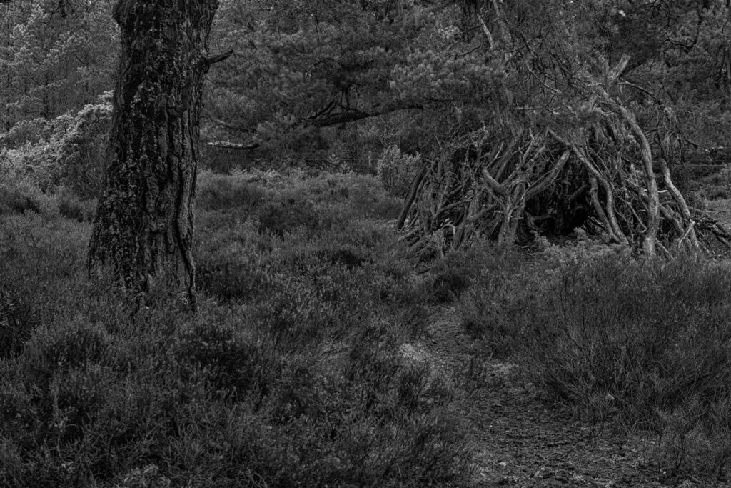 Witch's Hut, Woodlands at Tullochgrue, Aviemore, Cairngorms NP